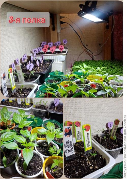 Стеллаж для рассады с фитолампами. Три квадратных метра полезной площади для рассады, или Модификация моего стеллажа