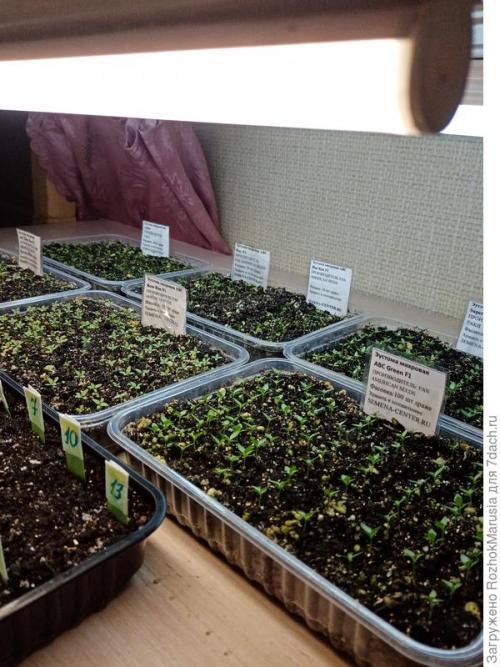 Стеллаж для рассады с фитолампами. Три квадратных метра полезной площади для рассады, или Модификация моего стеллажа