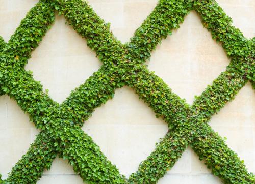 Шпалеры на дачном участке и в саду своими руками. Особенности конструирования шпалер 05