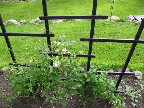 Перголы и шпалеры своими руками. Шпалера своими руками: стильное украшение сада, применение в ландшафтном дизайне, изготовление из различных материалов, инструкции с чертежами и фото