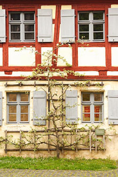 Шпалеры на дачном участке и в саду своими руками. Особенности конструирования шпалер 15