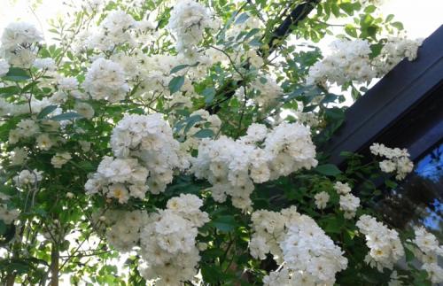 Садовые арки из роз и других цветов. Фото: вьющаяся роза 06