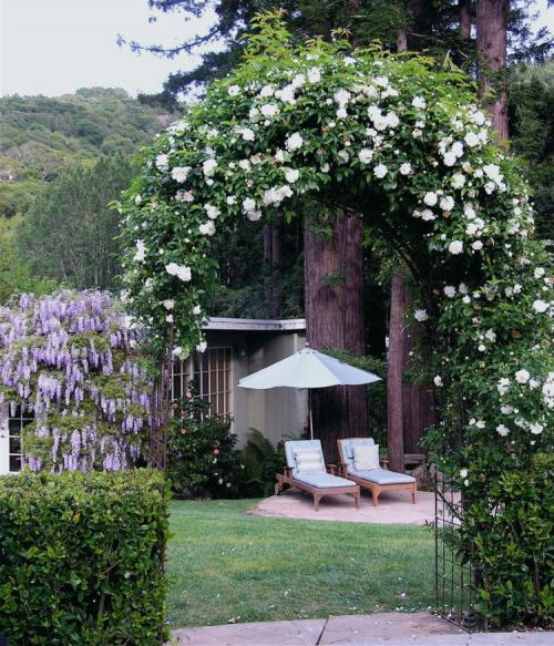 Садовые арки из роз и других цветов. Фото: вьющаяся роза 03