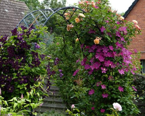 Садовые арки из роз и других цветов. Фото: вьющаяся роза 01