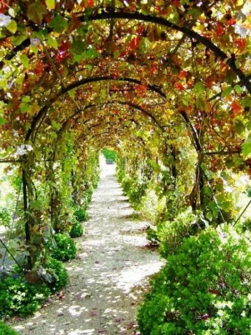 Вертикальное озеленение своими руками. Перголы