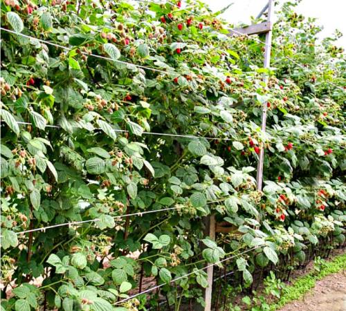 Шпалера для малины чертеж. Как сделать своими руками?