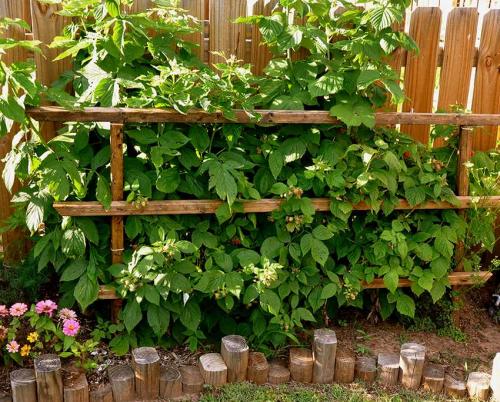 Шпалера для малины чертеж. Как сделать своими руками?