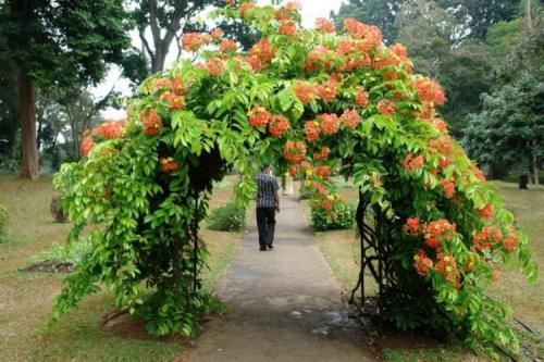 Неприхотливые вьющиеся растения для дачи. Названия и фото вьющихся растений для посадки на даче