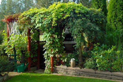 Неприхотливые вьющиеся растения для дачи. Названия и фото вьющихся растений для посадки на даче