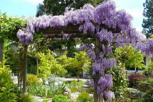 Неприхотливые вьющиеся растения для дачи. Названия и фото вьющихся растений для посадки на даче