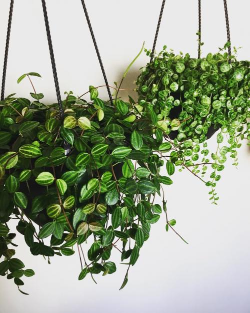 Многолетние и неприхотливые лианы для арок.. Декоративные вьющиеся растения для сада: 30 лиан с названием и фото 22 Многолетние и неприхотливые лианы для арок.. Декоративные вьющиеся растения для сада: 30 лиан с названием и фото 22