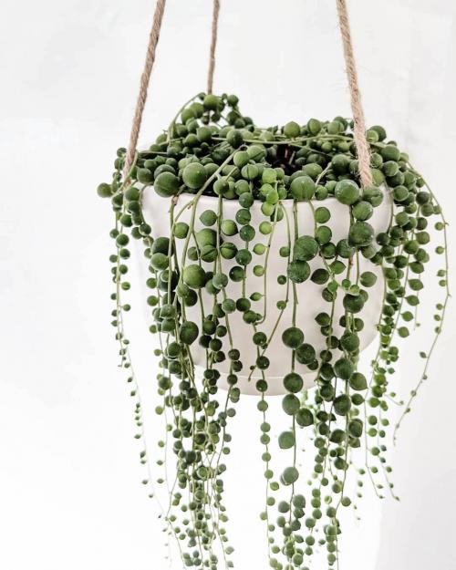 Многолетние и неприхотливые лианы для арок.. Декоративные вьющиеся растения для сада: 30 лиан с названием и фото 19 Многолетние и неприхотливые лианы для арок.. Декоративные вьющиеся растения для сада: 30 лиан с названием и фото 19