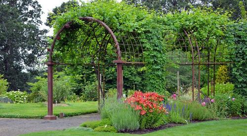 Многолетние и неприхотливые лианы для арок.. Декоративные вьющиеся растения для сада: 30 лиан с названием и фото 26 Многолетние и неприхотливые лианы для арок.. Декоративные вьющиеся растения для сада: 30 лиан с названием и фото 26