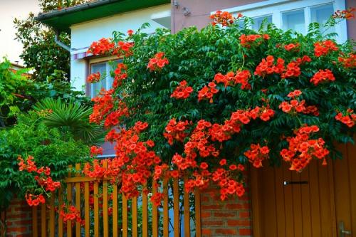 Неприхотливые вьющиеся растения для дачи. Названия и фото вьющихся растений для посадки на даче