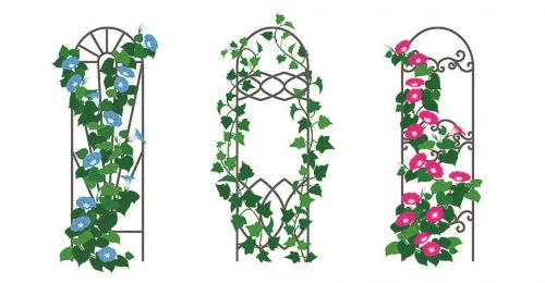 Многолетние и неприхотливые лианы для арок.. Декоративные вьющиеся растения для сада: 30 лиан с названием и фото 23 Многолетние и неприхотливые лианы для арок.. Декоративные вьющиеся растения для сада: 30 лиан с названием и фото 23