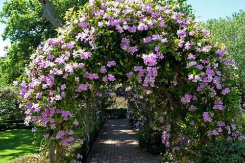 Неприхотливые вьющиеся растения для дачи. Названия и фото вьющихся растений для посадки на даче